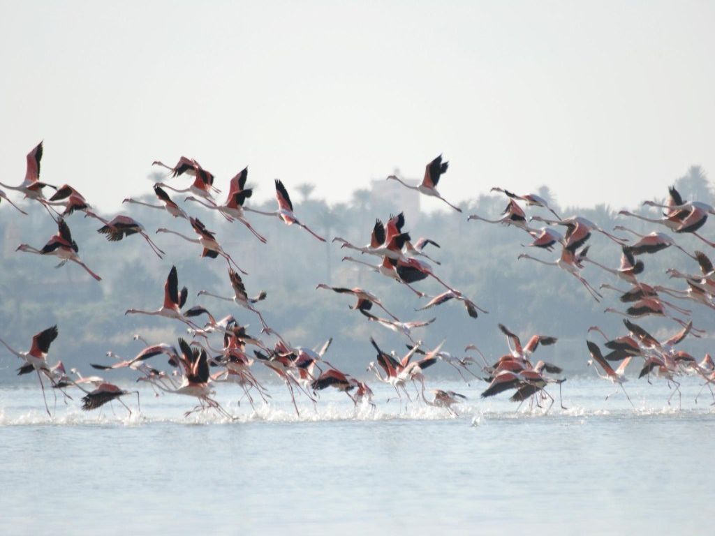 Bird Watching Tour to El Fayoum from Cairo