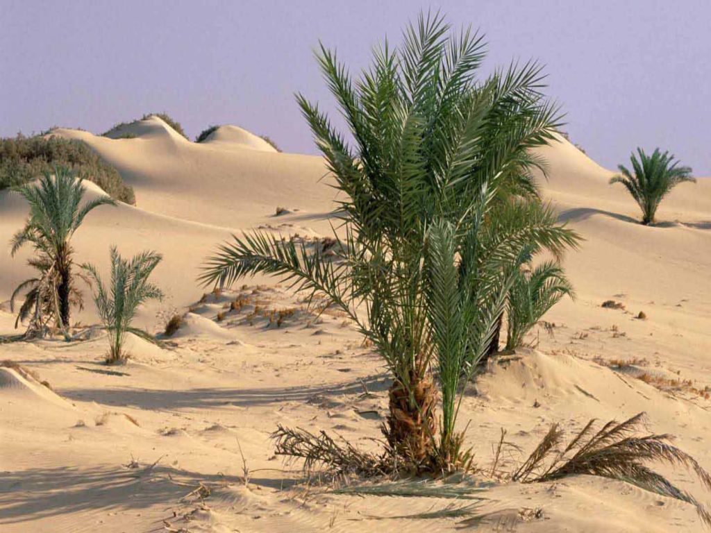 Desert Tour of Gara Cave