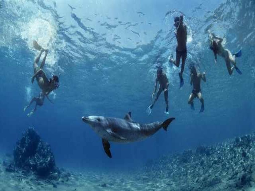 Snorkeling at Dolphin House in Marsa Alam